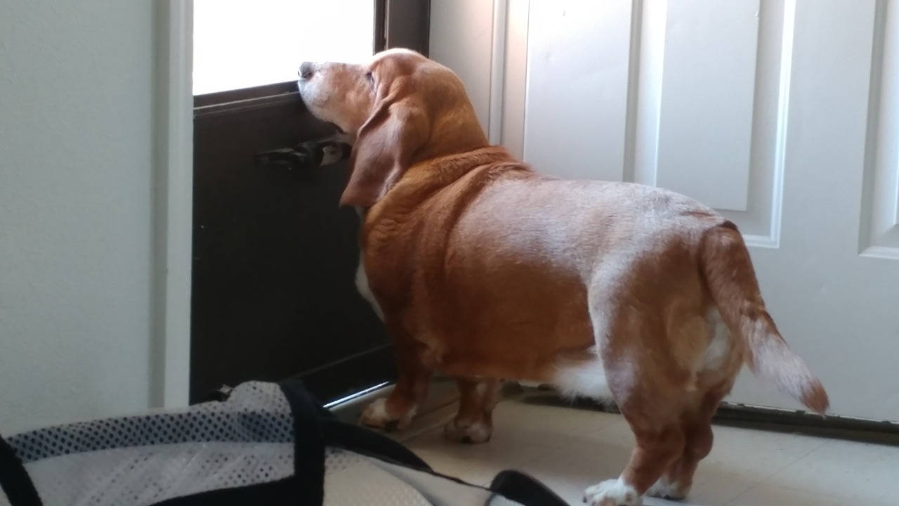 My wrinkle monster guarding the house 🐾