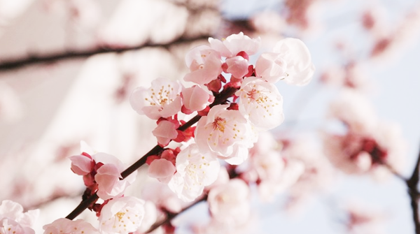 kiiseu: Cherry blossoms
