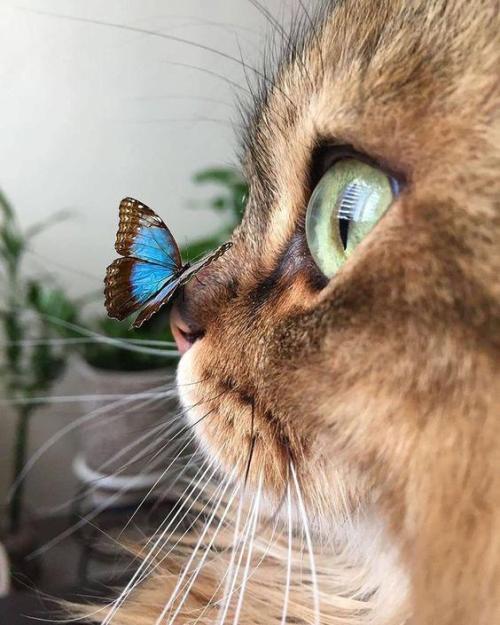 Kitten and his butterfly