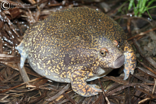 v-pet: toadschooled: Here we see a very nice blunt-headed burrowing frog [Glyphoglossus molossus] ph