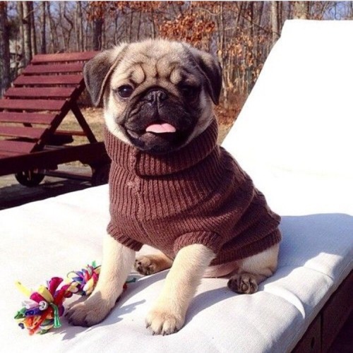 pugs are the best