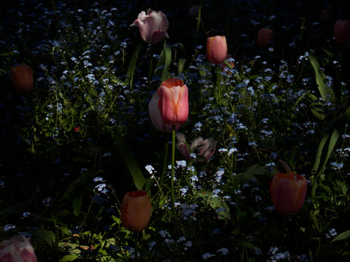 troglodytephotography