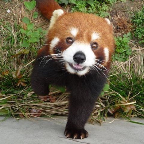 &ldquo;Hi, wanna be best friends?&rdquo; #pets #animals #cute #redpanda #adorable #animal