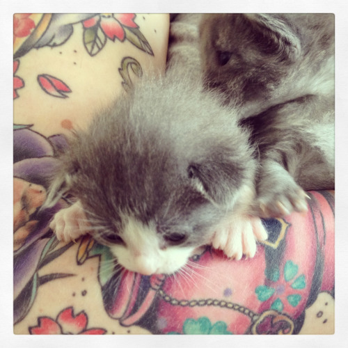 thrintagecats:  Look who’s eyes are open!!! 