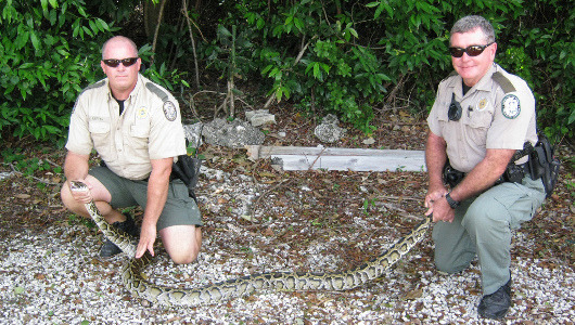 Hunters descend on Florida Everglades to catch giant invasive snakes
The hunter who kills the most snakes can win $1,500.