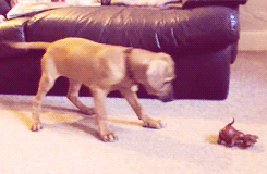 droodofoz:   kisii’s first squeaky toy  … i don’t even know why i made this.