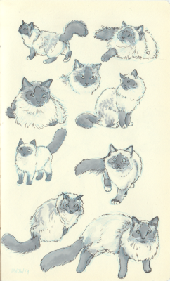 anonbaph:Study of cats to draw Potya/ Пётя.They were … balinese, birman and himalayan persian cats.