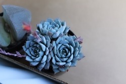 plantyr:  I fucking love these succulents