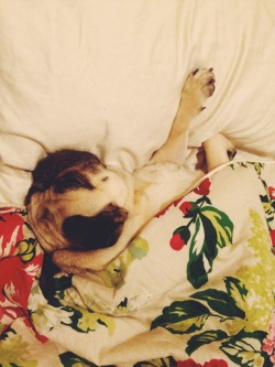 homerjaypug:  sleep all day sundays 