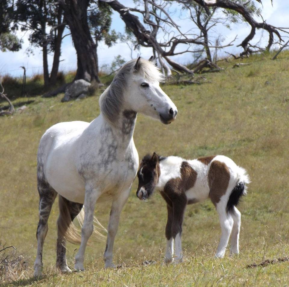 scarlettjane22:    Megalong Icelandic Horses  