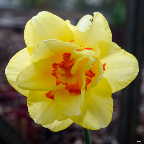 Spring in Oregon