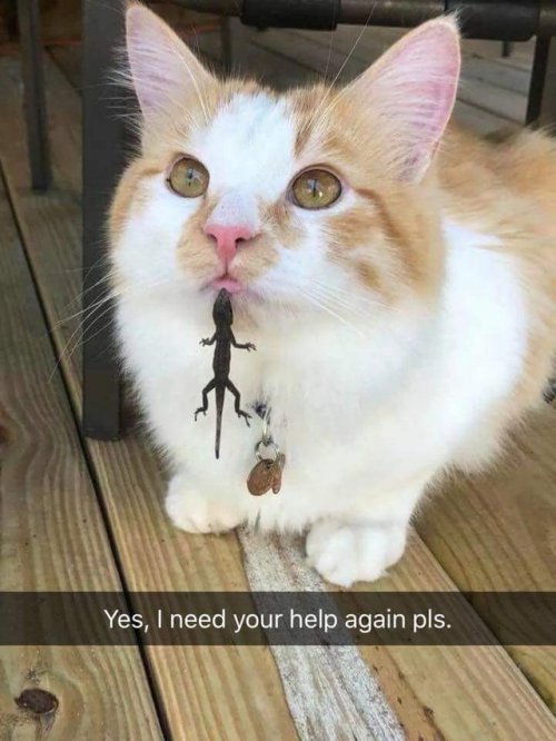 world-of-cats:  Source