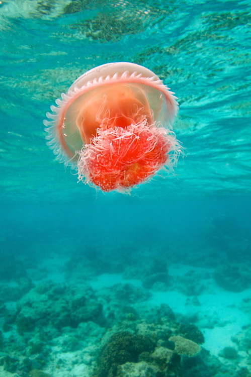r2–d2: Jellyfish By James R.D. Scott 