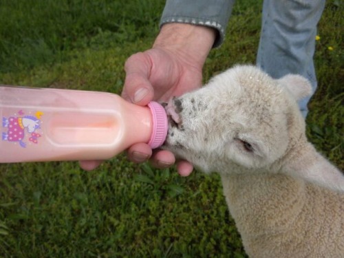 lavandarbalm: lambs??? sheeps??? my loves …………