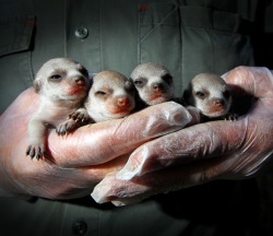 guardian:  A meerkat in the hand…. Four meerkat pups born at Zoodoo Wildlife Park in Richmond, Tasmania, Australia. Photograph: Sam Rosewarne/Newspix/Rex