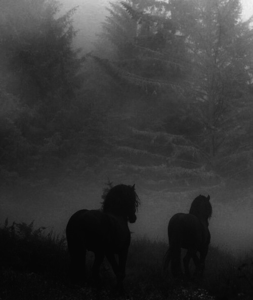 #photography #black and white photography  #black and white #dark#horse#black horse#nature#foggy#atmosphere#animals#shadow#forest