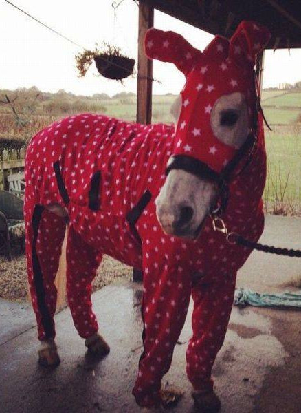 cimness:  end0skeletal:  Here are some horses (and a pony) wearing pajamas to brighten