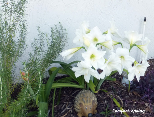 Crown of White Amaryllis