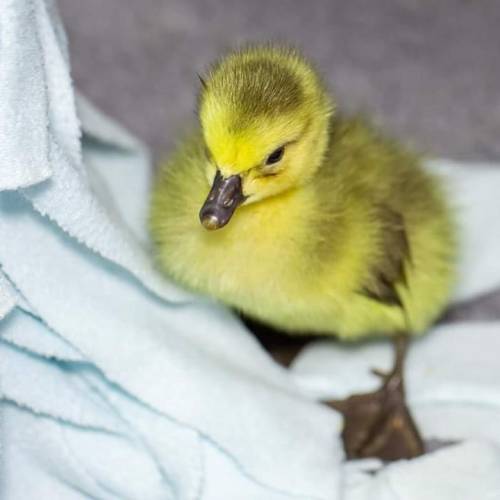 This Canada gosling (treated under licence) has made a remarkable recovery in the last 24 hours!  Ar