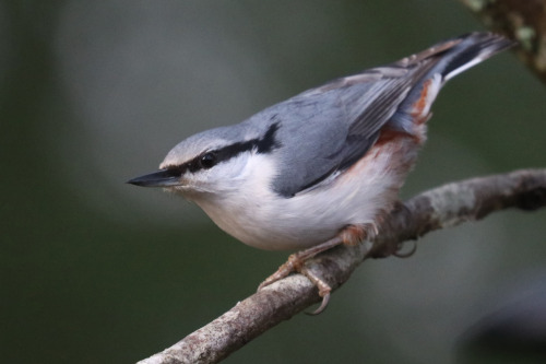 Visitors in my garden. Willow tit/talltita, Great tit/talgoxe, Bullfinch/domherre, Blue tit/blåmes, 