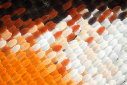 iqagency:Macro Photography of Butterfly and Moth Wings
