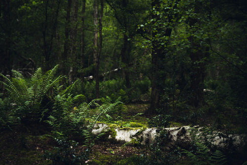 natural-magics:Exploring the Forest Floor by Adam Marshall