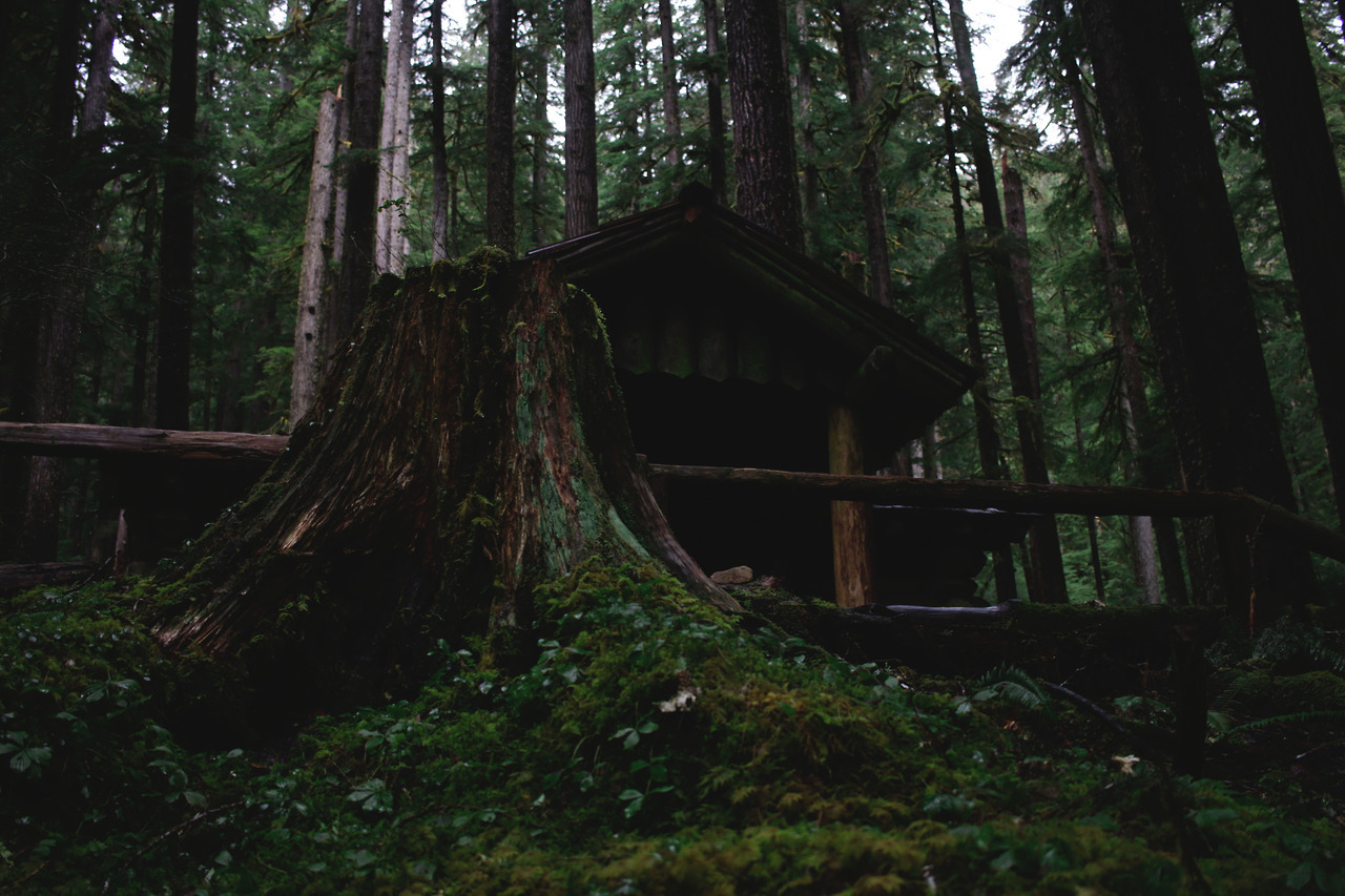 amandakaynorman:  Sol Duc Falls Trail Olympic Peninsula, Washington