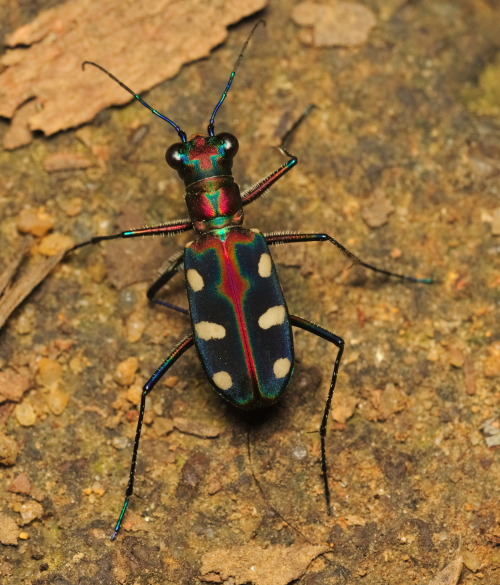 onenicebugperday: Golden-spotted or blue-spotted tiger beetle, Cicindela aurulenta, CarabidaeLi