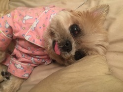 marniethedog:  Otay I’m ready 4 sleeping