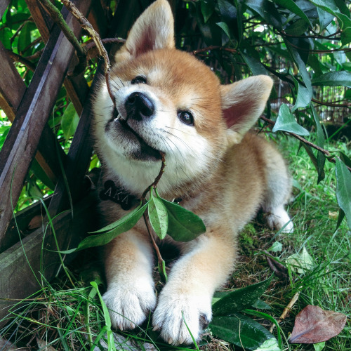 handsomedogs:  Morena Lazzeri | My shiba Akairo