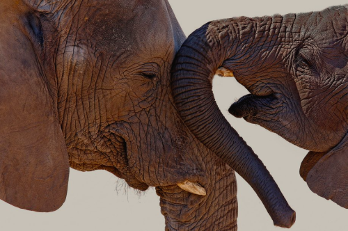 nubbsgalore:elephant hugs. conspicuously expressive and joyful creatures, elephants will intertwine 