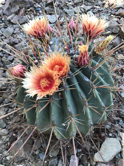 cactussucculentcollection:Ferocactus rectispinus