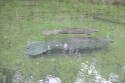 Further proof that manatees are ridiculous adult photos