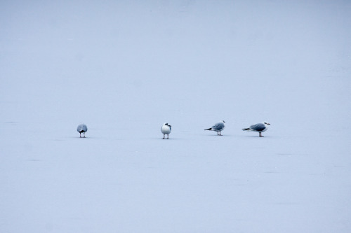 Today’s series (well technically the pictures are from yesterday) - birds on ice. Black headed gulls