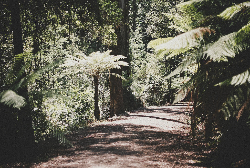 englishsnow:   Jeannine Tan 