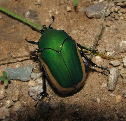 kidsneedscience:  The June Bug Known commonly as the June bug, June Beetle or less commonly as the M