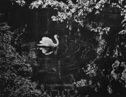 uconstruction:Adolf Fassbender (1884-1980 German) • Swan