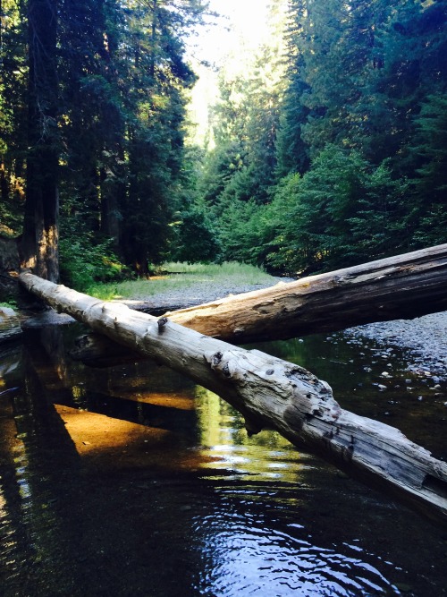 leslieeesjourney:  Redwoods // 2014