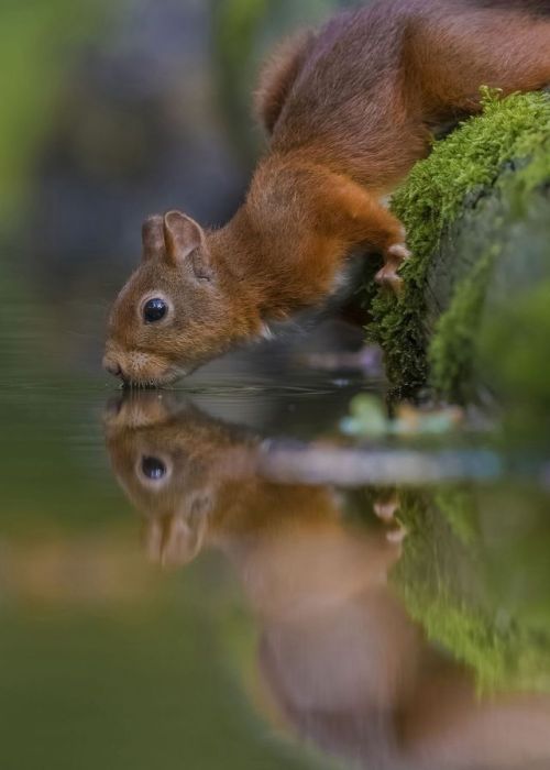 Thirsty Squirrel Takes a Sip, SmithsonianMag on Twitter