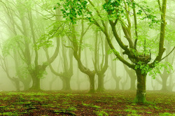 itscolossal:  Foggy Forests of Ancient Trees