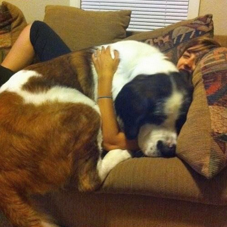 dorianslover:  joetheblogger:  fluffybedsock:  sannguine:  gluten-tag:  pretentiousmusician:  peachpup:  this is the all time best post  Wat  I am all about giant dogs  the fact that like half of them are still trying to be lapdogs ~ bless  Giant dogges