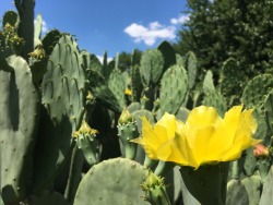 cactguy:  Texas Native Plant Lab / Dallas Arboretum  Summer is upon us, including a myriad of Opuntia ellisiana blooms. 