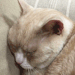 cattloverss: