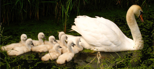 veteran-shipper:Swans carrying cygnets on their backs.I dare you tell me this is not cute