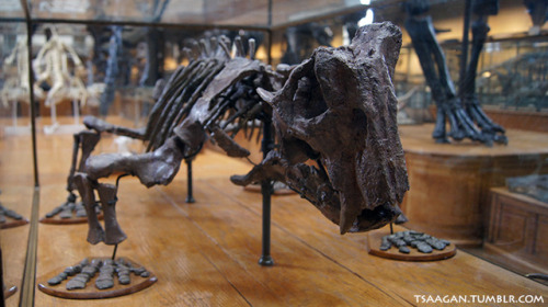 thegreenwolf:tsaagan:Lystrosaurus, National Museum of Natural History, Paris, FranceThese animals on