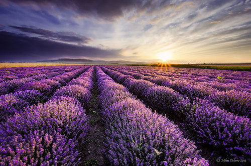 boredpanda: The Hypnotizing Beauty Of Harvesting Lavender