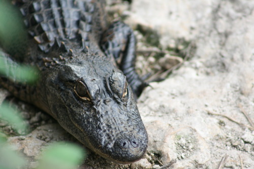 Juvenile American alligator, Fakahatchee Strand State Park, FL