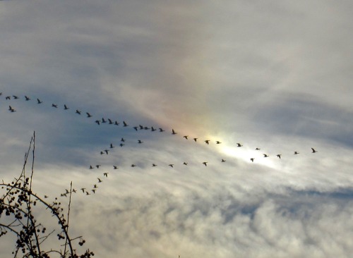 Geese flying past a sundog, one of two I saw this morning on either side of the sun.