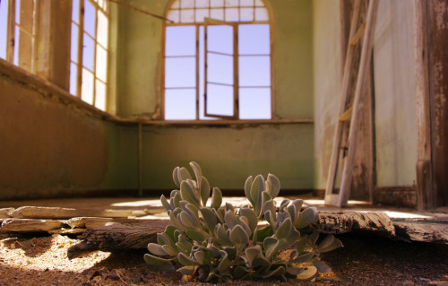 strangebiology:  The Society of Biology announced the winners of its annual photo contest, including these photos: A Shelter Designed by Nature, by Robert CabagnotMeal Time, by Boris BarathLife and Environment, by Dimple PancholiSpider like from another