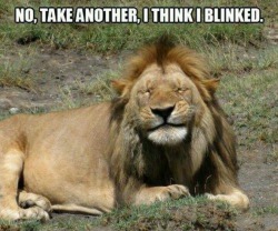 inkdnready:  There’s has been a trend on my blog for awhile where I get tagged in lion pics. It’s become something I enjoy. So tumblr I am putting it out there, if you see a lion pic or have a lion pic i would love to see the tag.   Cheers…  Inkd😈